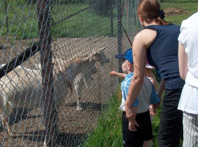 Radosne Maluchy na wycieczce do mini zoo.