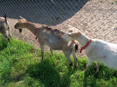 Radosne Maluchy na wycieczce do mini zoo.